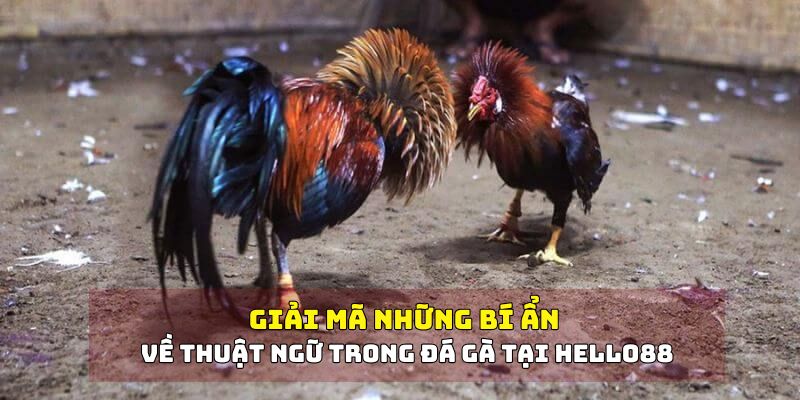 Lý do nên tìm hiểu các thuật ngữ trong đá gà cùng Hello88 Lý do nên tìm hiểu các thuật ngữ trong đá gà cùng Hello88